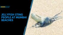 Watch: Venomous jellyfish spotted at Mumbai beaches, several people suffer injuries