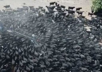 下载视频: Hundreds of Cattle Swarm Water Truck in Drought-Stricken Rural New South Wales