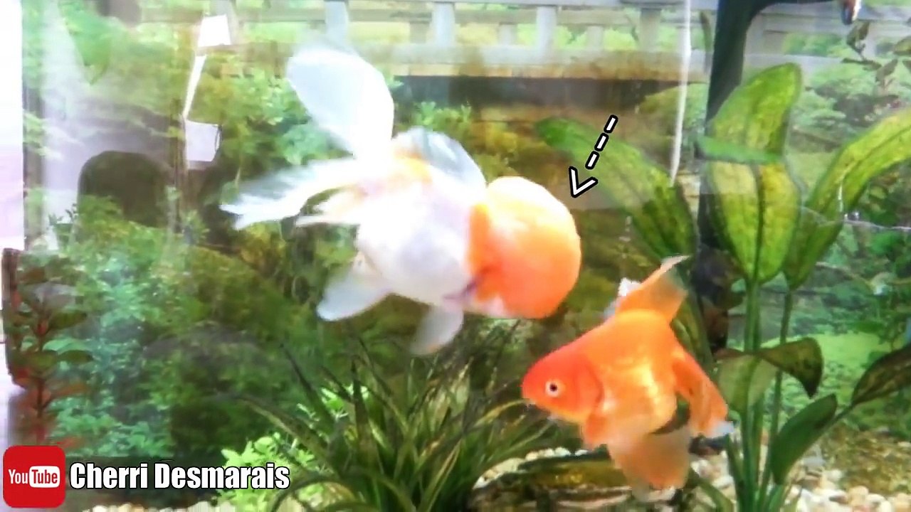 MY GOLDFISH'S BRAIN EXPLODED?! TREATING WEN INJURY AND DROPSY IN ...