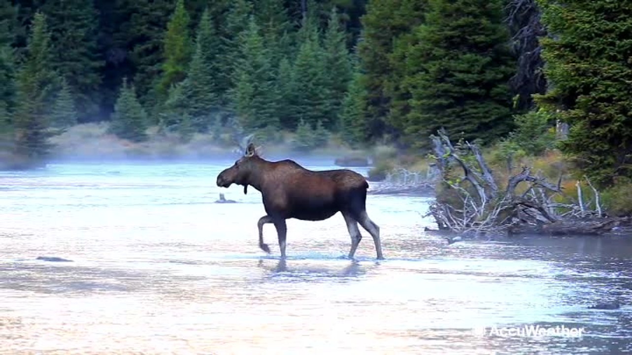 What happens to animals during wildfires?