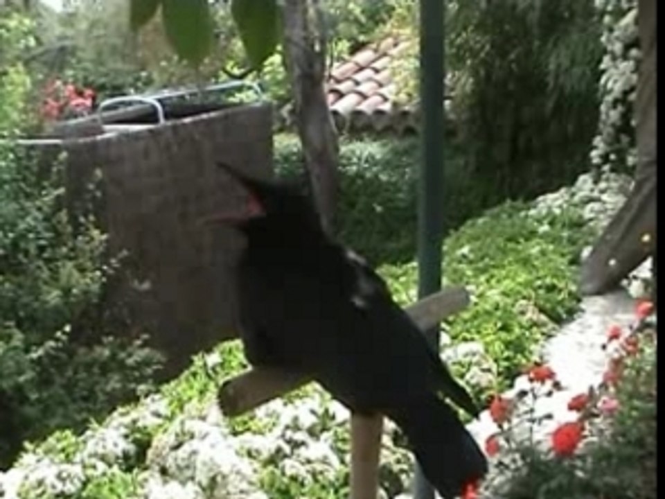 Coco