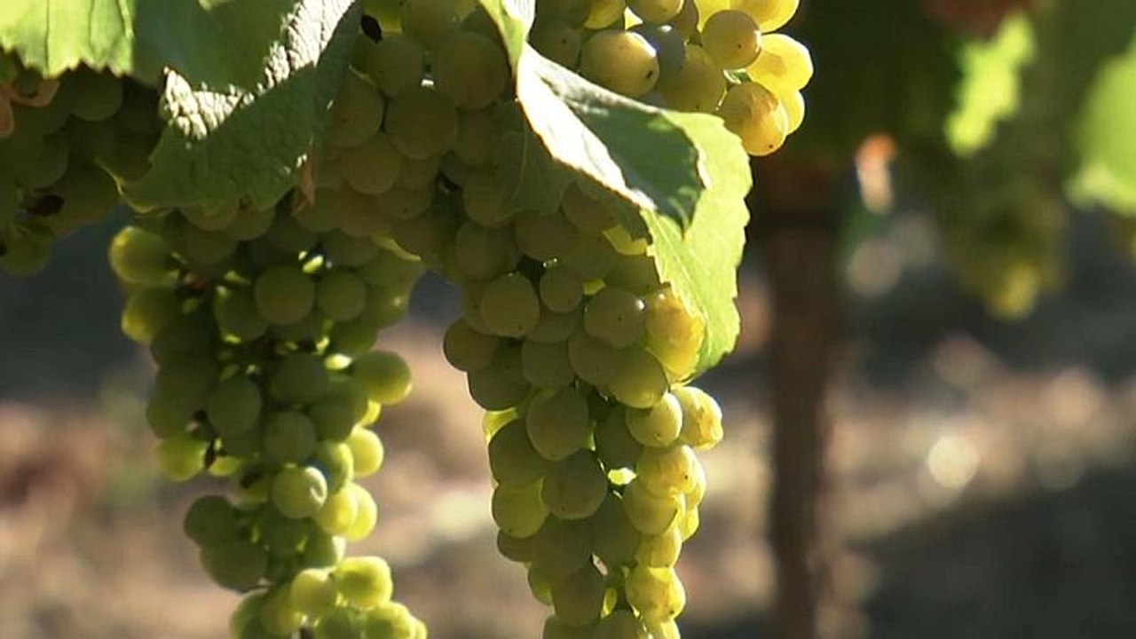 Rheinhessen: Weinlese so früh wie nie