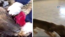 Zifte Bulaşmış Yavru Köpek Veteriner Hekimler Tarafından Temizlendi