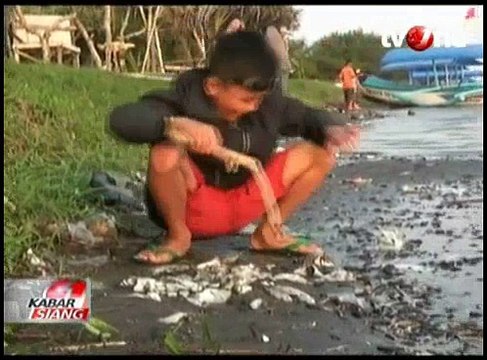 Ribuan Ikan di Wisata Pantai Glagah Mati Mengambang
