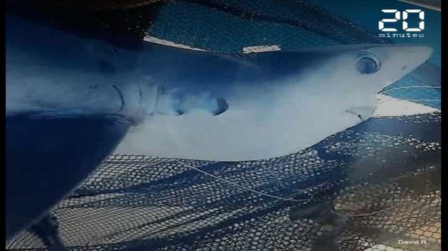 Un bébé requin bleu pêché au large de Palavas-les-Flots