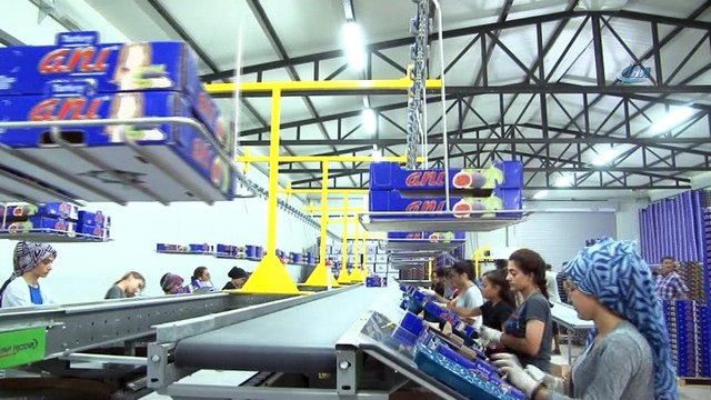 Kraliçe İncir'ine ihracat izni çıktı, yüzler gülüyor