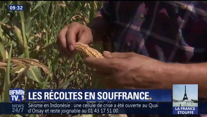 "La terre est comme du béton". la sécheresse devrait coûter près de 10.000€ à cet agriculteur