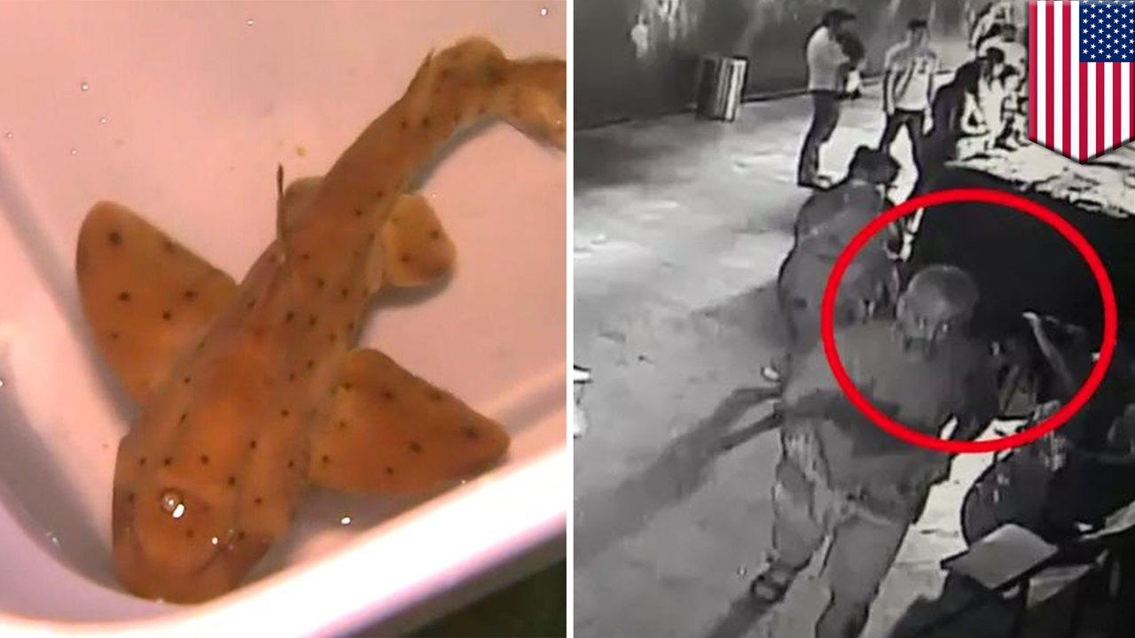 ベビーカーに隠し…水族館からサメを盗んだ泥棒3人組 - トモニュース