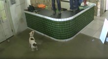 Scène hilarante d'ouvriers terrifiés par un chien qui veut juste s'amuser