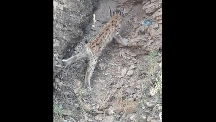 Koruma Altındaki Vaşak Bu Kez Bingöl'de Görüntülendi