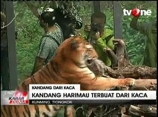Kandang Harimau Ini Terbuat dari Kaca