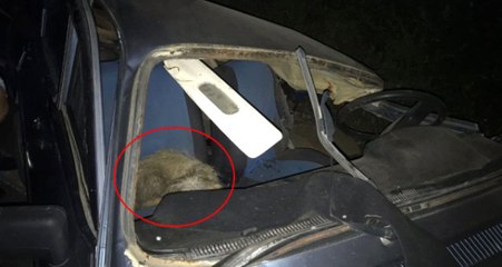 2 Kişinin Can Verdiği Kazada Köpeğin Vefası Herkesi Duygulandırdı