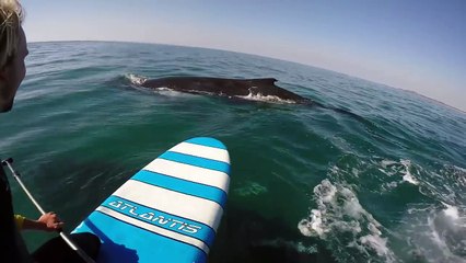 Il fait tranquillement du paddle et rencontre des baleines
