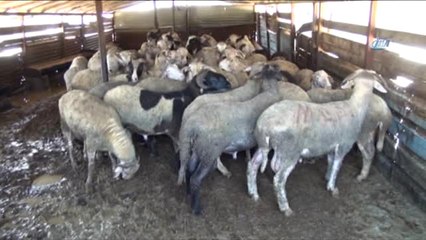 Patlayan İçme Suyu Hattı, Koyun Sürüsünün Bulunduğu Ağılı Sular Altında Bıraktı