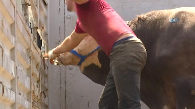 Kaçan Kurbanlık Zor Anlar Yaşattı