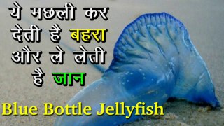 Dangers Attack of Blue Bottle Jellyfish on Beach | बिच पर ब्लू बोतल जेलिफ़िश का हमला | ये मछली कर देती है बहरा और लेलेती है जान
