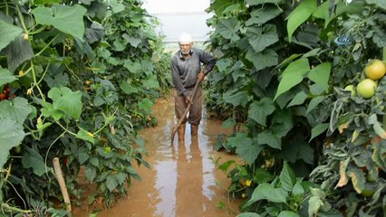Üretici sel sonrası seralara girdi, gördüğü manzarayla şok oldu