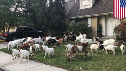 Goats caught storming onto Boise neighborhood lawns