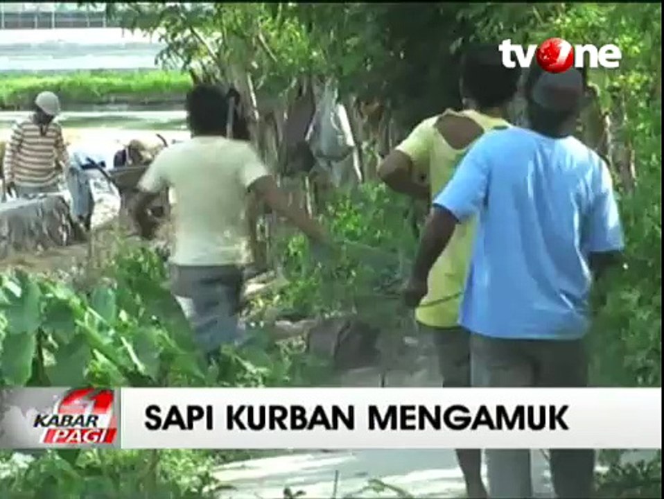 Sapi Kurban Mengamuk di Tengah Jalan