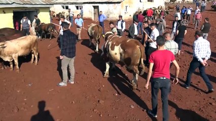 Otomobil fiyatına kurbanlıklar - KARS