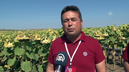 Zirai hastalığa dayanıklı ayçiçeği tohumu geliştirildi - EDİRNE