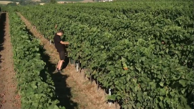 Troppo caldo, vendemmia anticipata in Germania