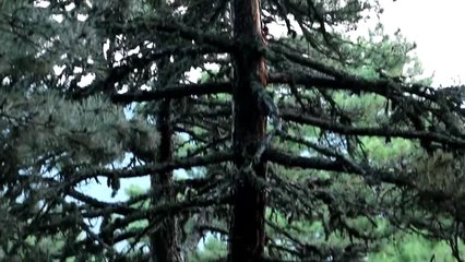 Ormanlık Alana Yıldırım Düştü