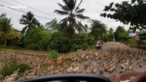 Thousands of ducks stream down road in Vietnam