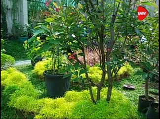 Pesona Taman Kupu-kupu Kebumen