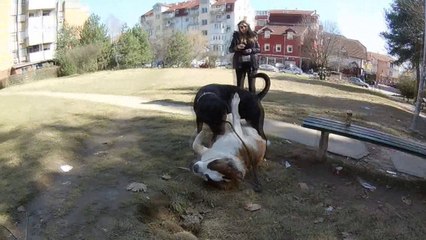 Rottweiler vs Saint Bernard