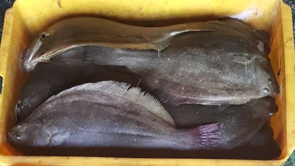 '고수온' 고흥 육상양식장 넙치 집단 폐사 / YTN