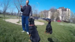 Rottweiler vs Doberman