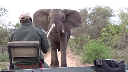 Un simple baton pour stopper un éléphant... Joli