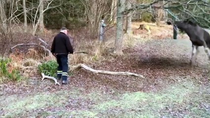 Il sauve un renne coincé dans un arbre