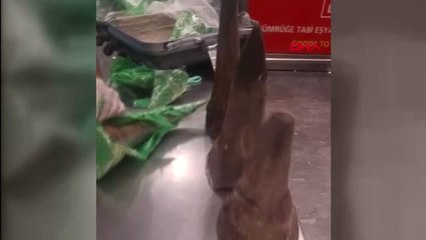 Atatürk Havalimanı'nda Gergedan Boynuzu Operasyonu