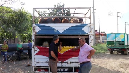 Batı illerine sevk edilen kurbanlıklara sıkı denetim - IĞDIR
