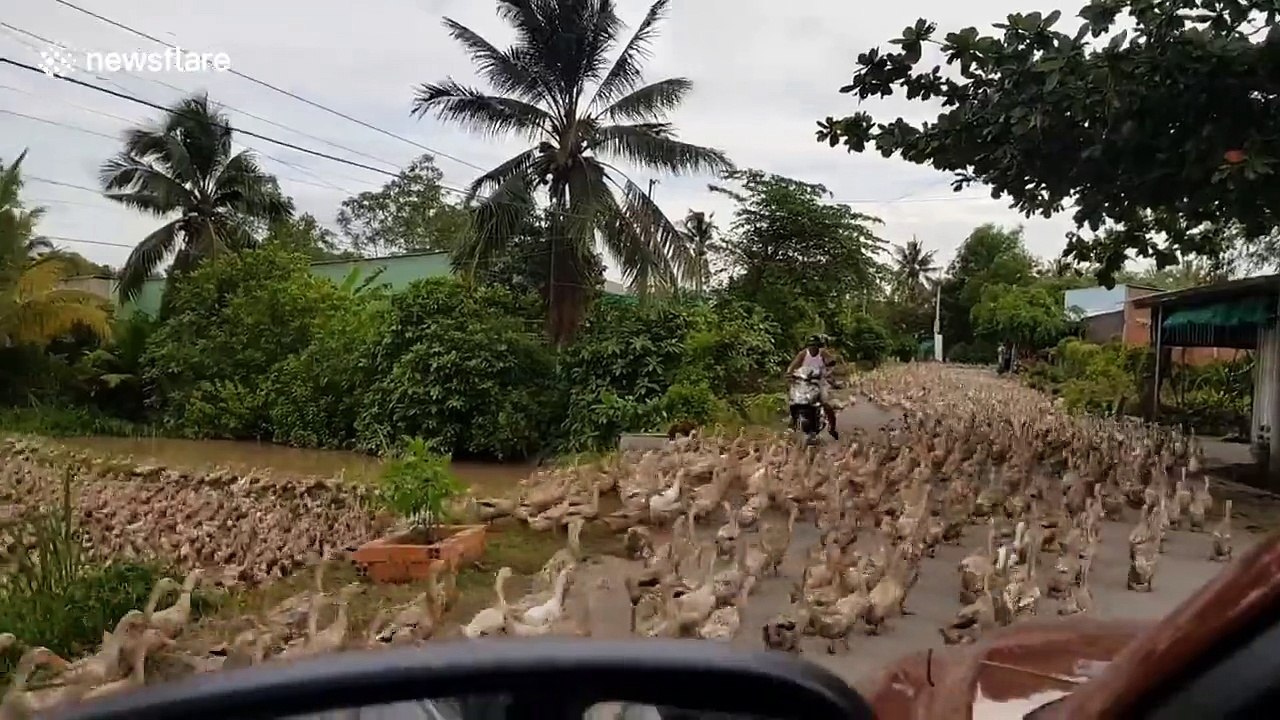 Marche de milliers de canards en Thailande !
