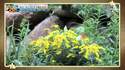 여름철 보양식! 나는 금빛 매실, 황금 물을 마신다