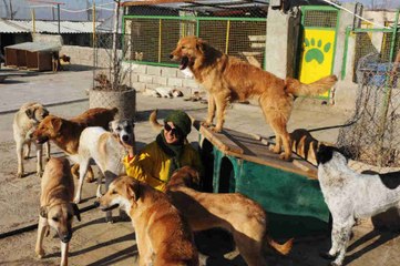 Animaux : le nombre d'abandons explose en Île-de-France