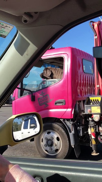 Small Truck, Big Dog