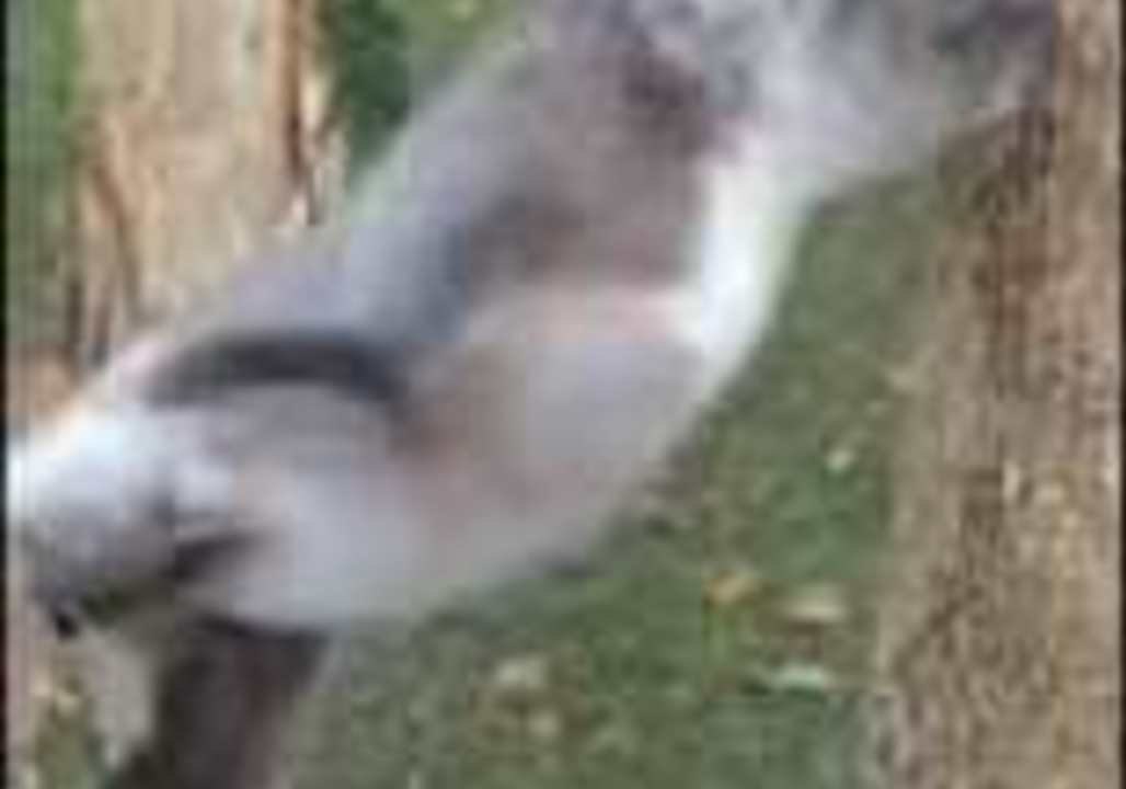 Port Stephens Koalas Have Adorable and Clumsy Moments