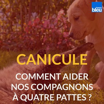 Canicule, comment aider nos compagnons à quatre pattes
