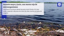 Algas tóxicas y marea roja están enfermando a los floridanos