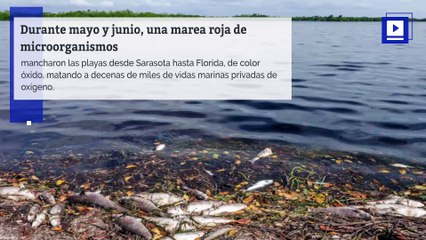 Algas tóxicas y marea roja están enfermando a los floridanos