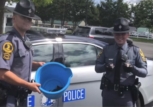 Orphaned Baby Opossums Rescued From Virginia Interstate