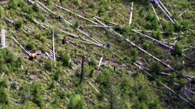 Ours femelle vs Ours mâle dans un arbre (Montana)