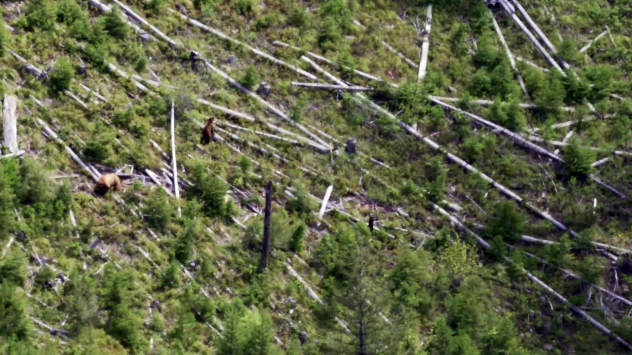 Ours femelle vs Ours mâle dans un arbre (Montana)