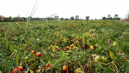 Puglia: colpire i caporali nel portafoglio