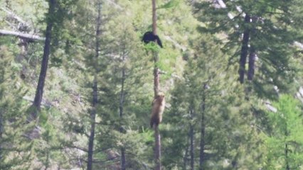 Ours femelle vs Ours mâle dans un arbre (Montana)