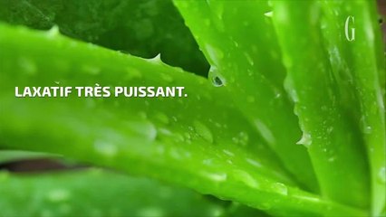 L'aloe vera un ami qui ne vous veut pas que du bien